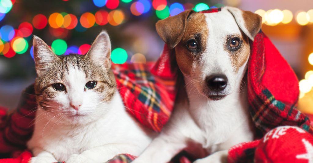 A cat and a dog by holiday decorations.