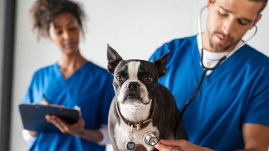 A dog being inspected at the veterinarian's office.