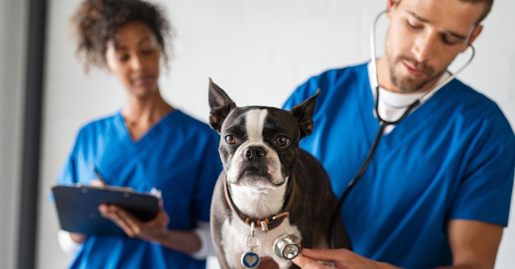 A dog being inspected at the veterinarian's office.