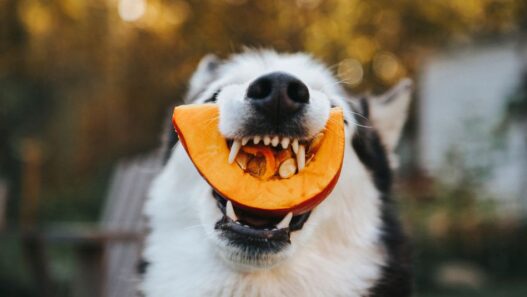 A dog eating a piece of pumpkin.