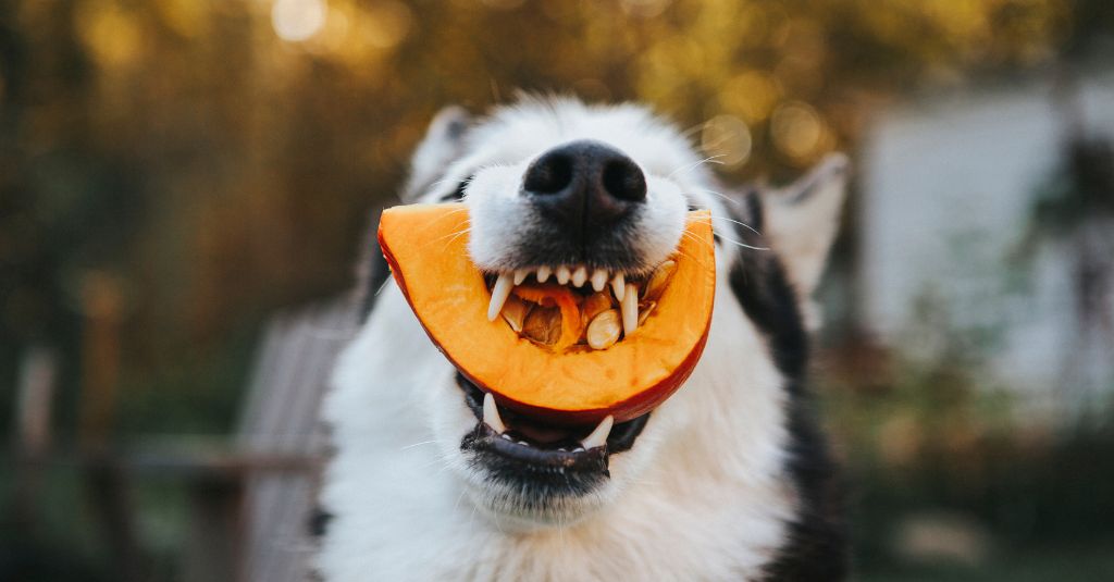 A dog eating a piece of pumpkin.