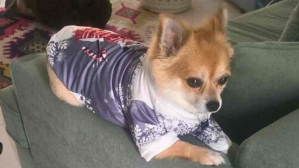 A dog named Speedy wearing a shirt.