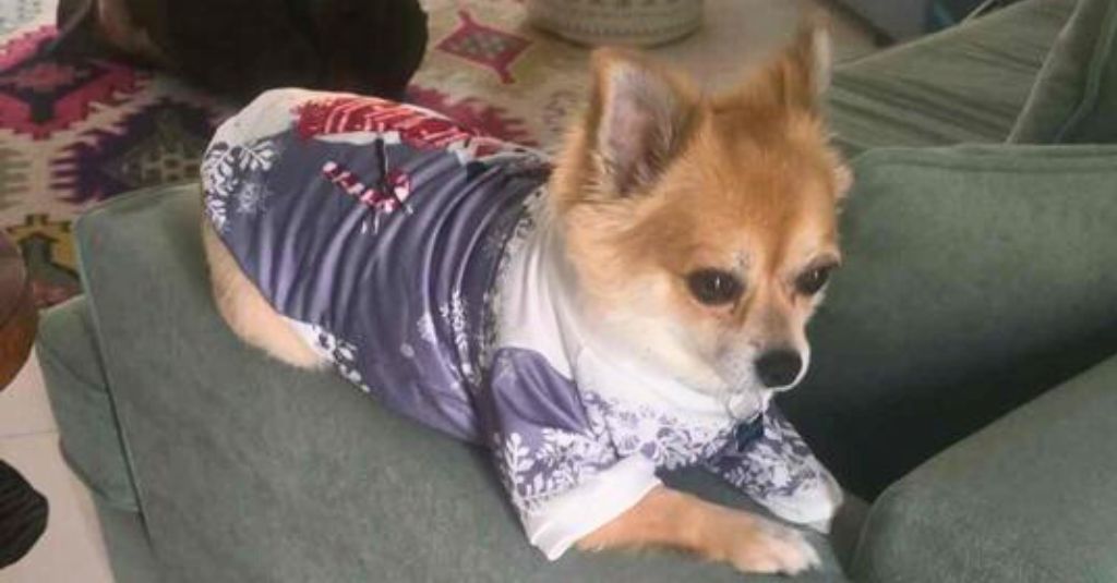 A dog named Speedy wearing a shirt.