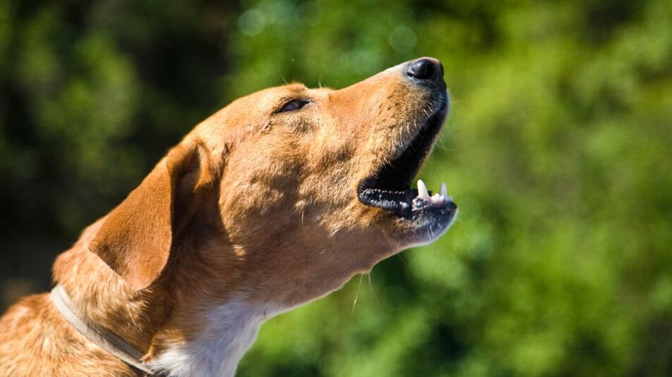 A dog barking.