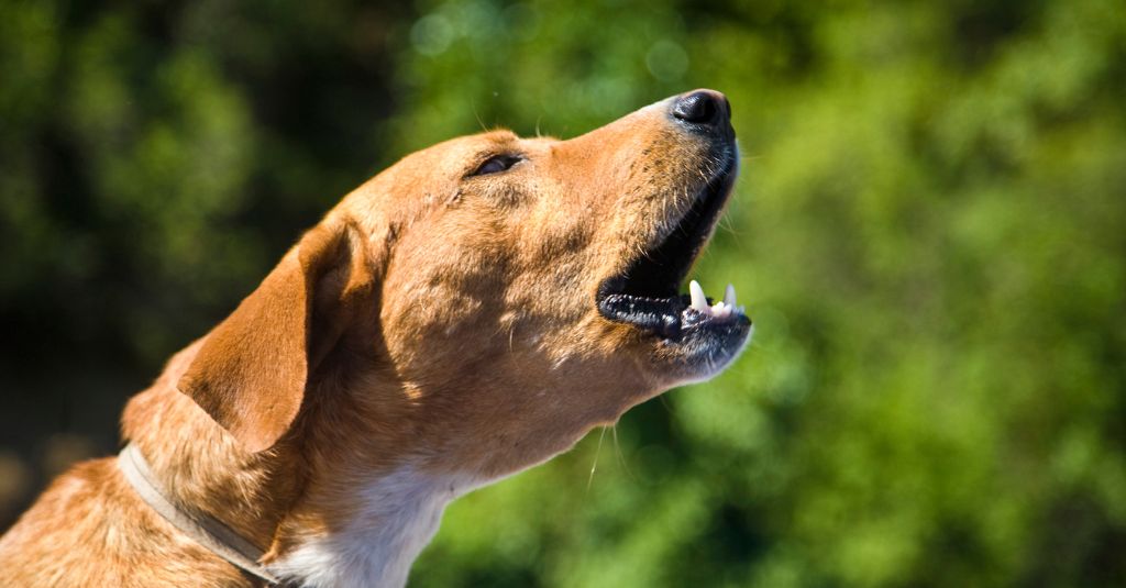 A dog barking.