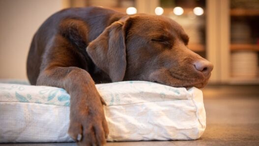 A dog sleeping on a dog bed.