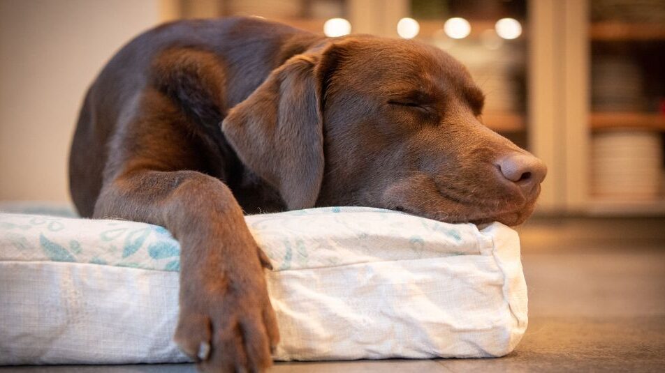 A dog sleeping on a dog bed.