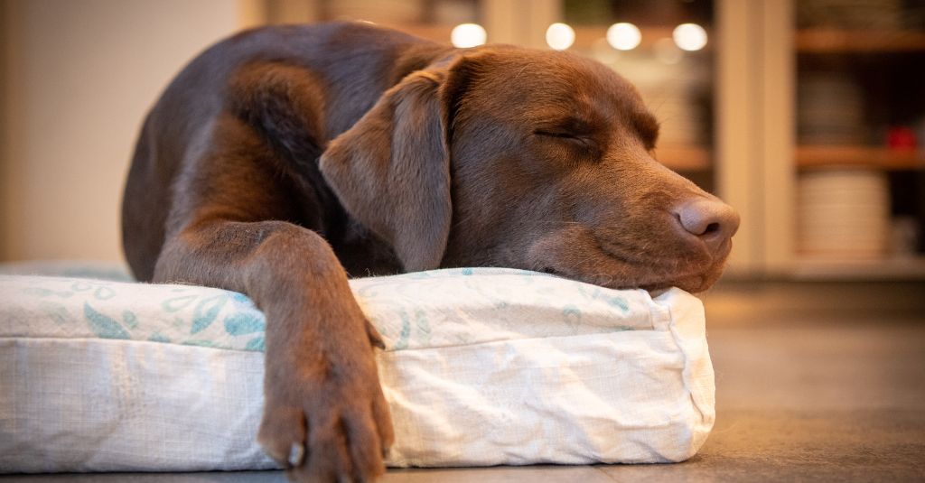 A dog sleeping on a dog bed.