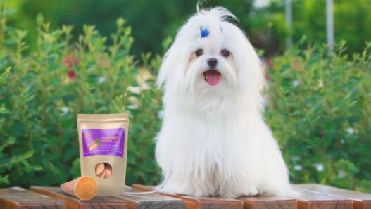 A dog sitting next to NHV Sweet Potato Treats.