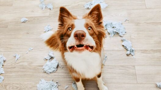 A dog looking guilty with a mess behind them.