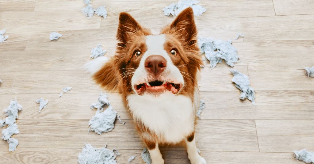 A dog looking guilty with a mess behind them.