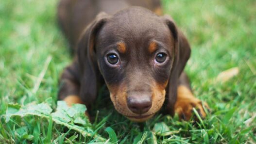 A puppy laying down in the grass.