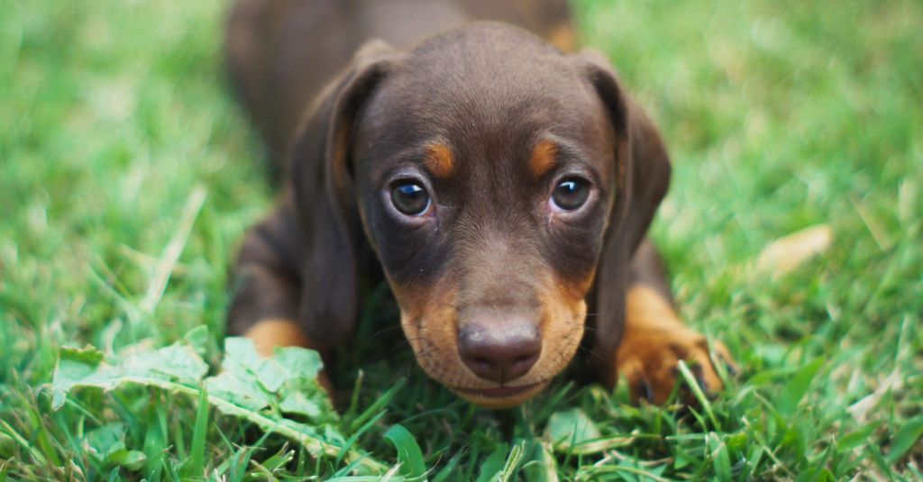 A puppy laying down in the grass.