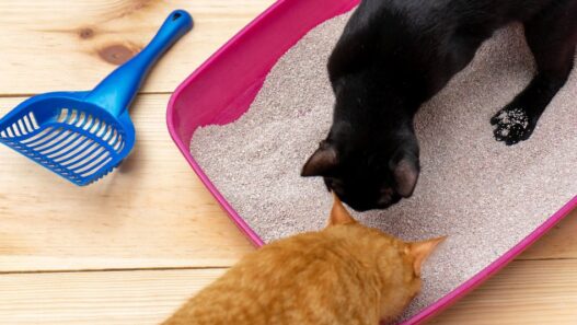 Two cats sniffing a fresh litter box.