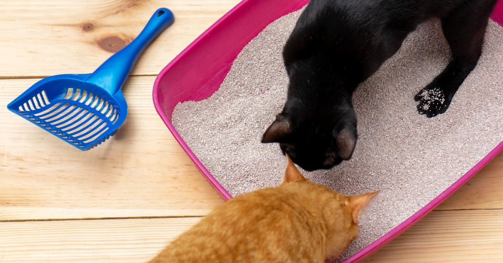 Two cats sniffing a fresh litter box.