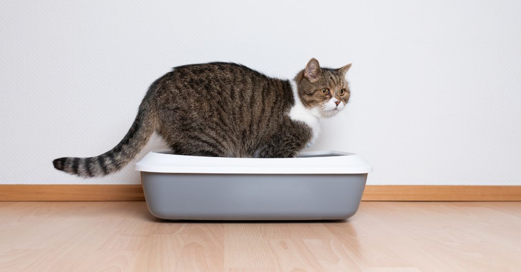 A cat standing in a litter box. 