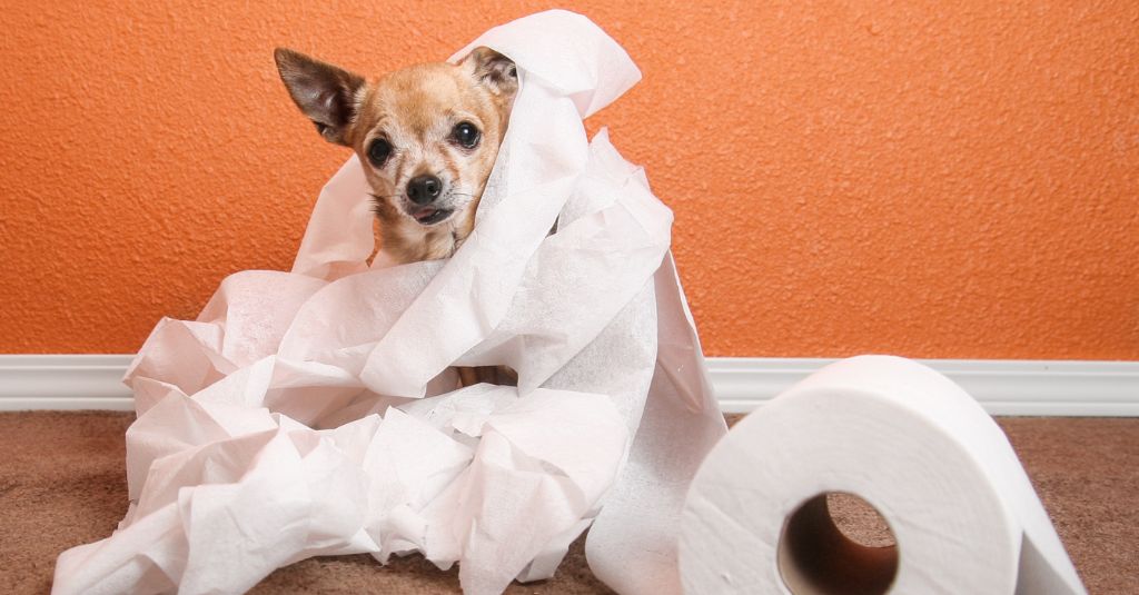 A small dog wrapped up in toilet paper.