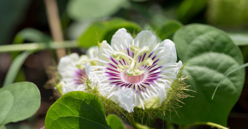 Passionflower.