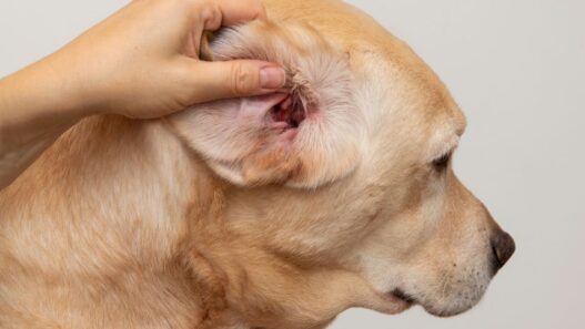 A dog eat examination.