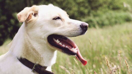 A dog panting.