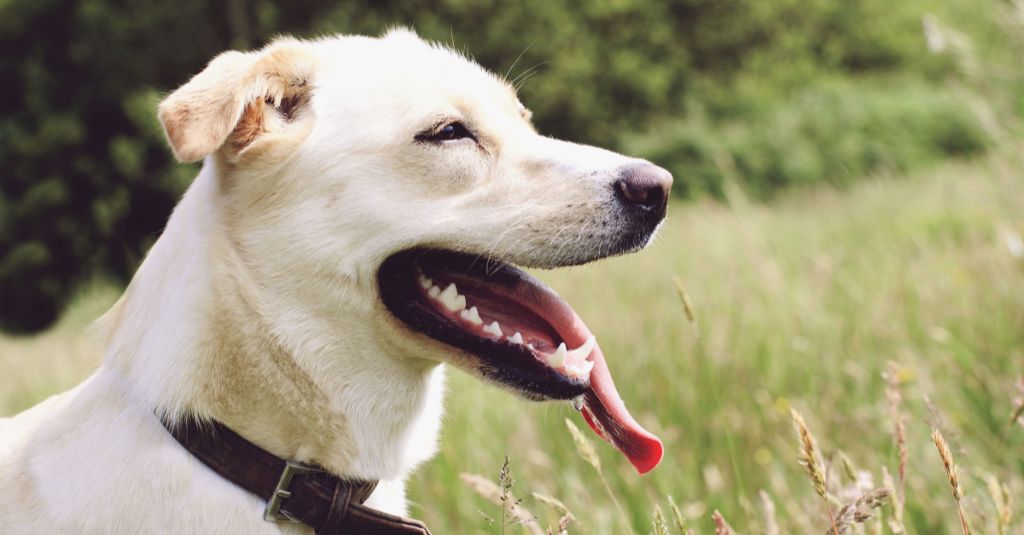 A dog panting.