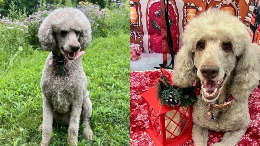 Two pictures of a dog who dealt with dog cancer.