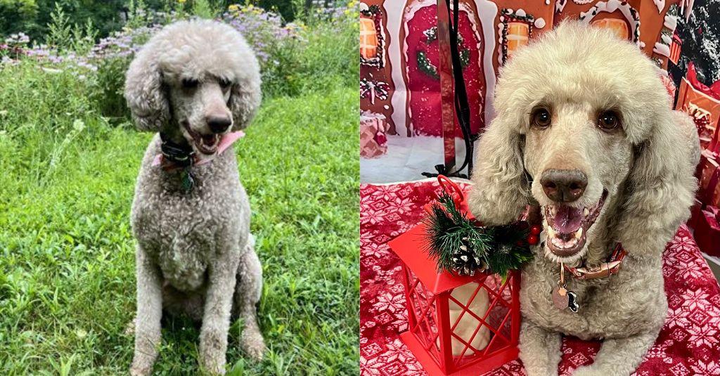 Two pictures of a dog who dealt with dog cancer.