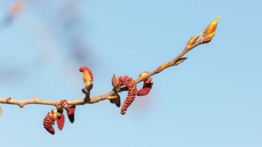 Poplar buds.