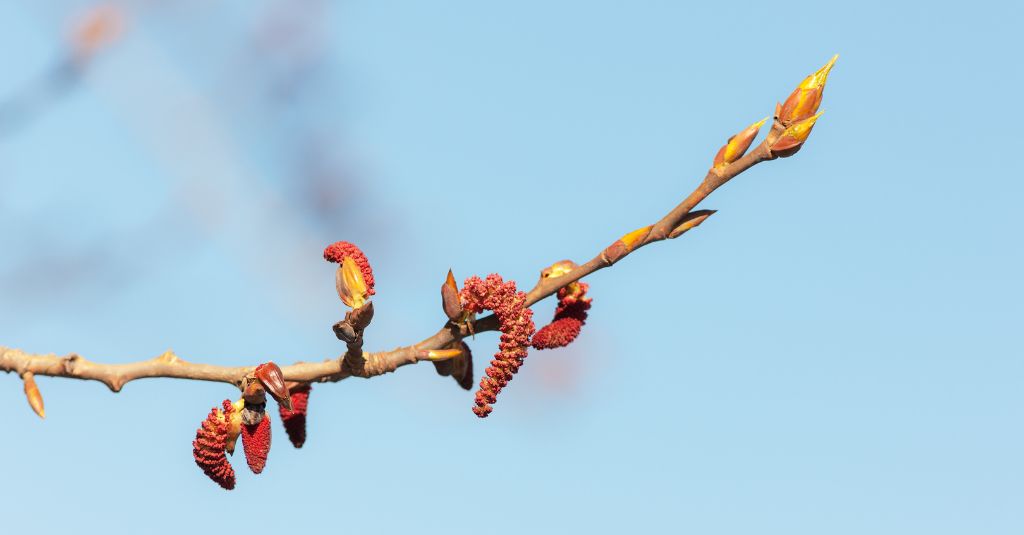 Poplar buds.