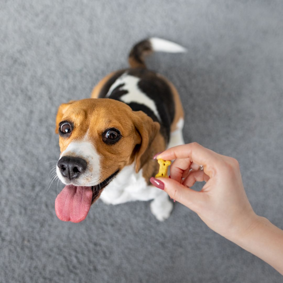 A dog waiting to get a treat. 