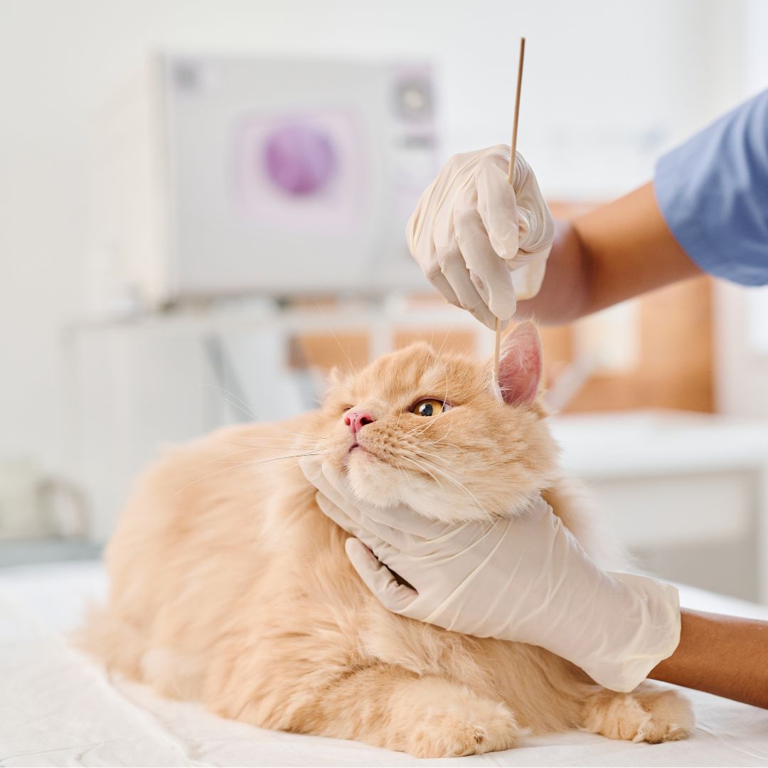 A cat getting an ear swab.