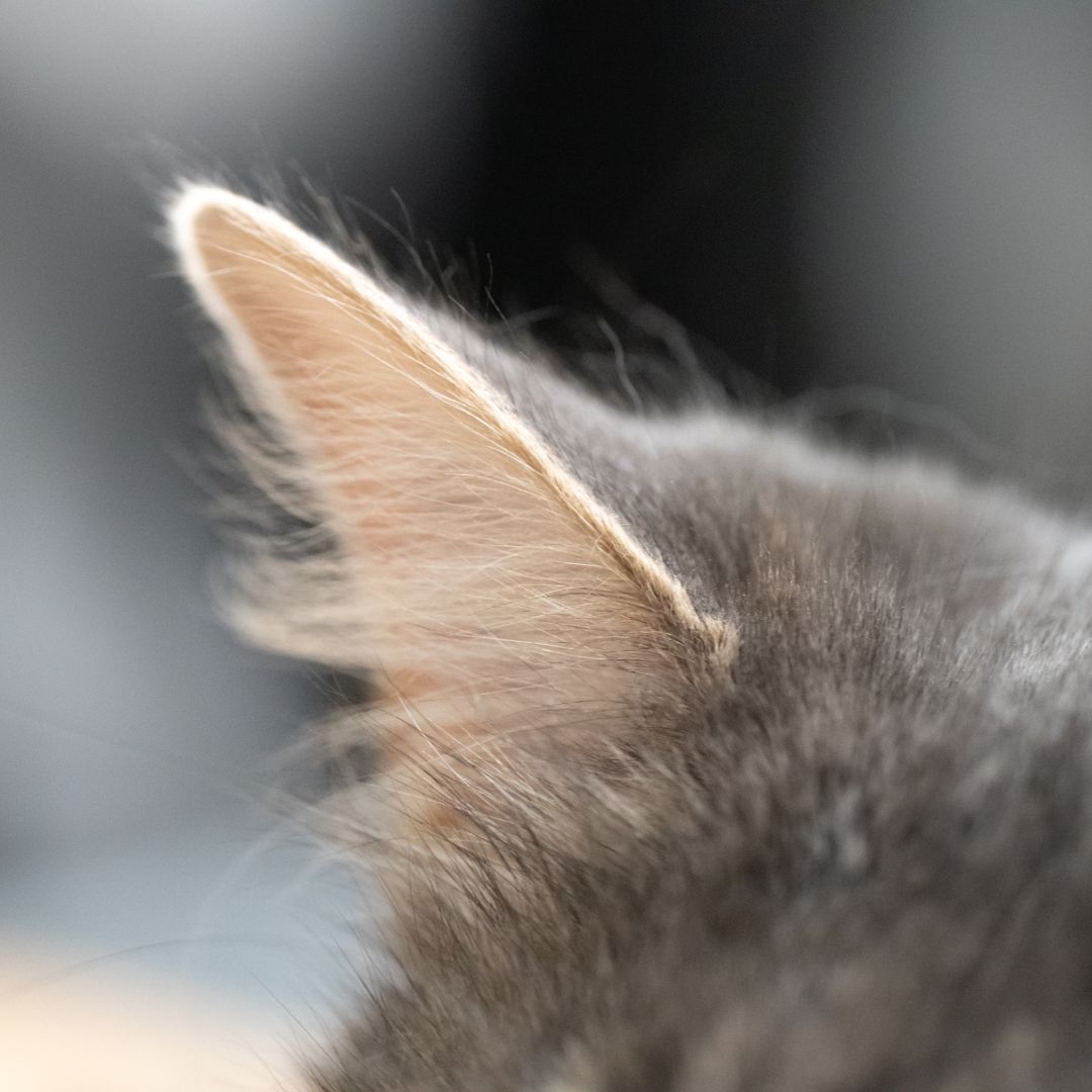 Close-up of a cat's ear.