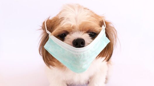 A dog wearing a medical mask. Image for entertainment purposes only.