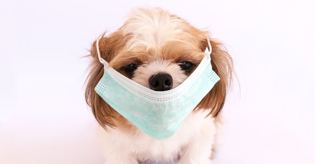 A dog wearing a medical mask. Image for entertainment purposes only.