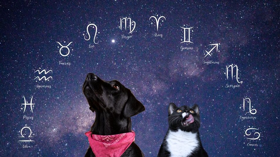 Pet Zodiac Signs image