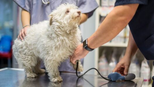 A dog getting its blood pressure taken for a pulmonary hypertension in pets test.