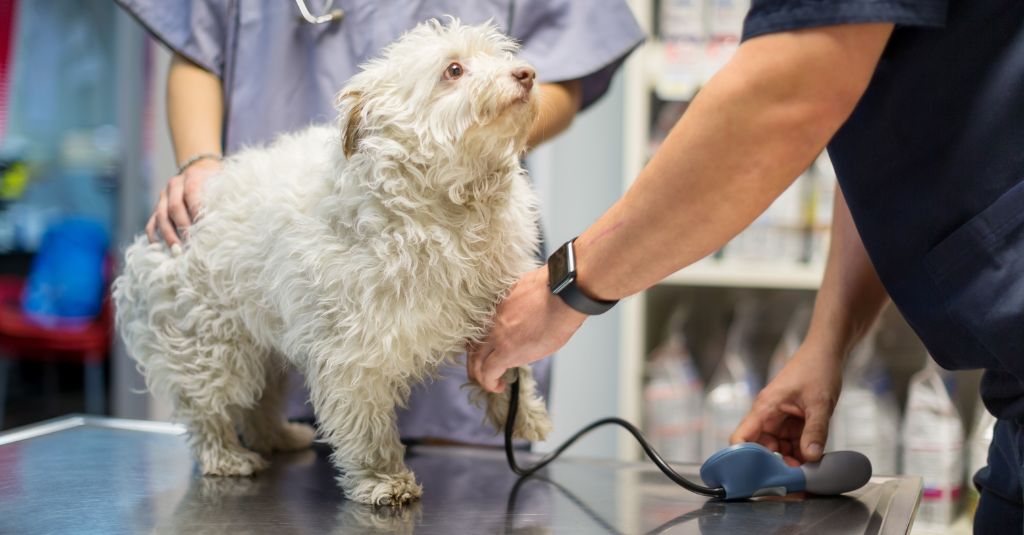 Pulmonary Hypertension in Pets: Causes, Diagnosis, and Holistic Support