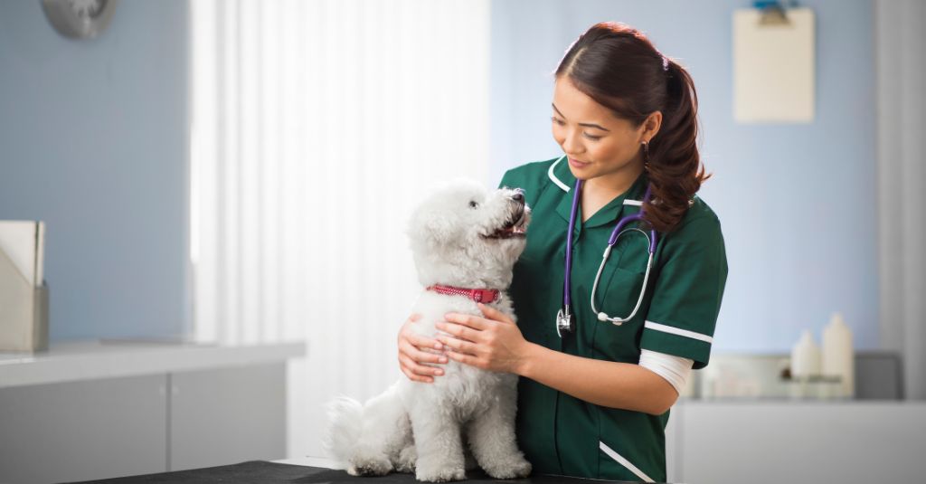 A dog looking up to a veterinarian. 