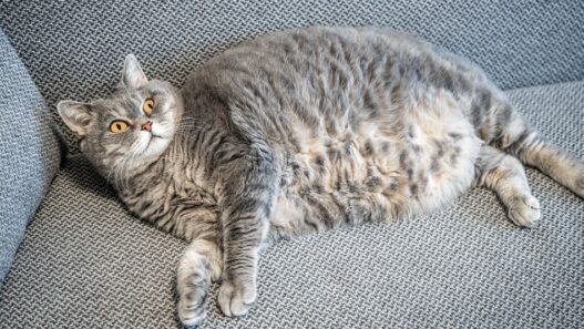 An obese cat lays down on a couch.