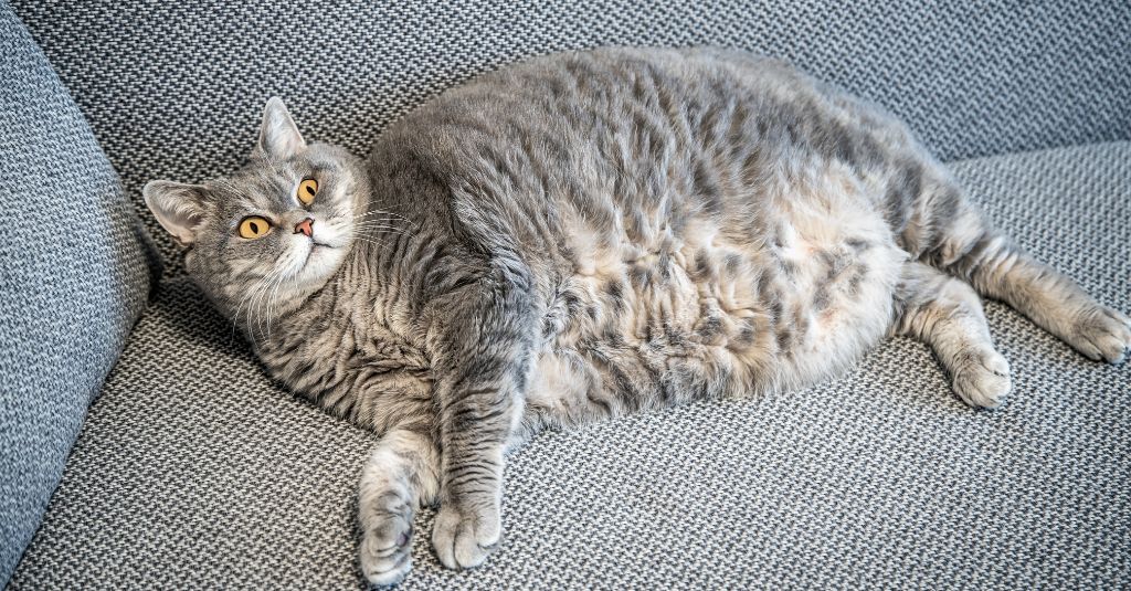 An obese cat lays down on a couch.