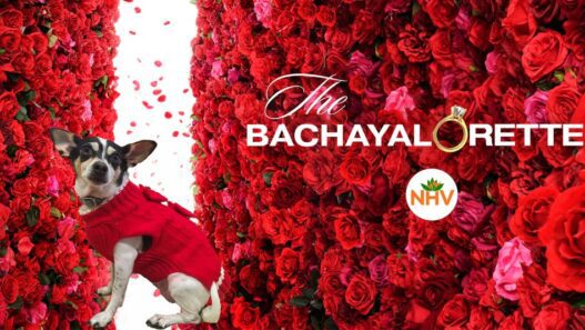 Promo banner for "The Bachayalorette"