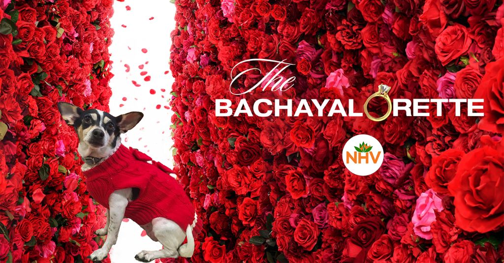 Promo banner for "The Bachayalorette"