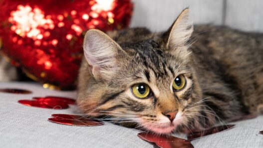 Valentine's foods pets should avoid.