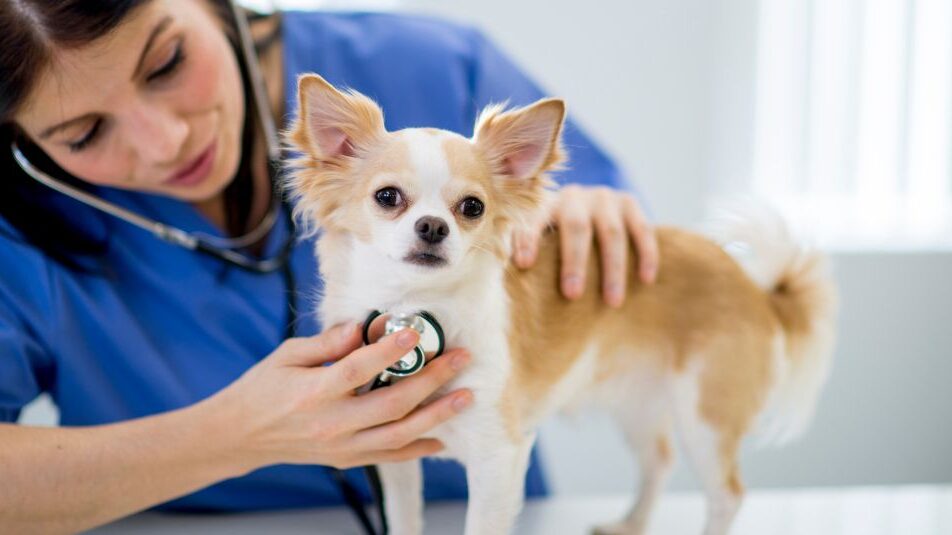 A veterinarian monitors the heartbeat of a dog.