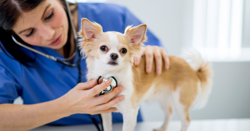 A veterinarian monitors the heartbeat of a dog.