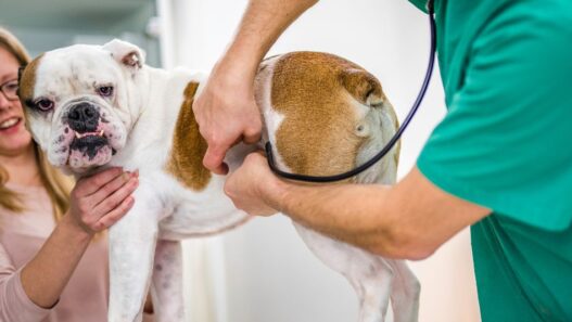 A dog getting its pulse checked.