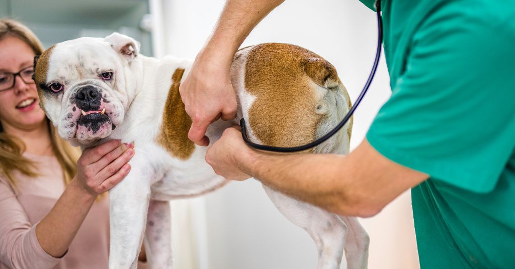 A dog getting its pulse checked.