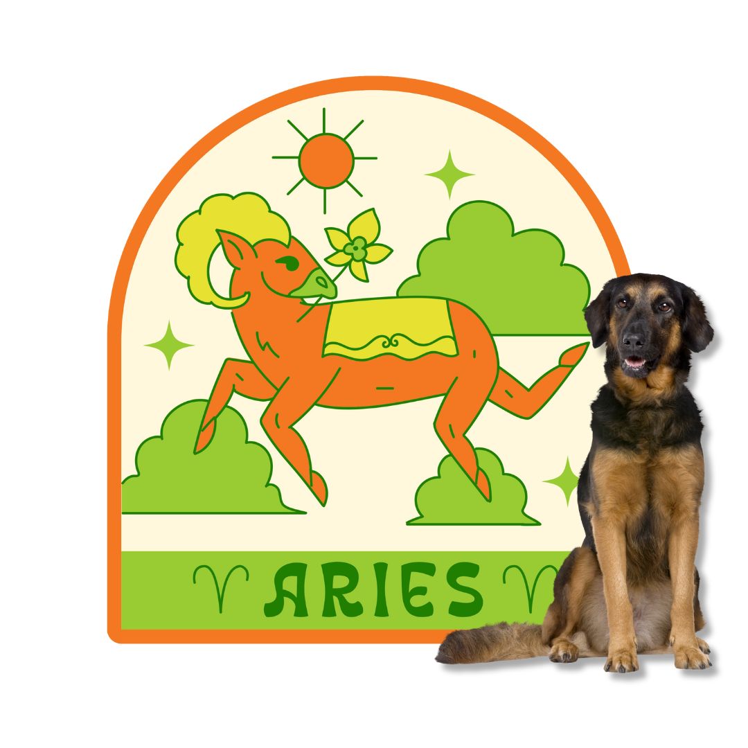 Aries Dogs