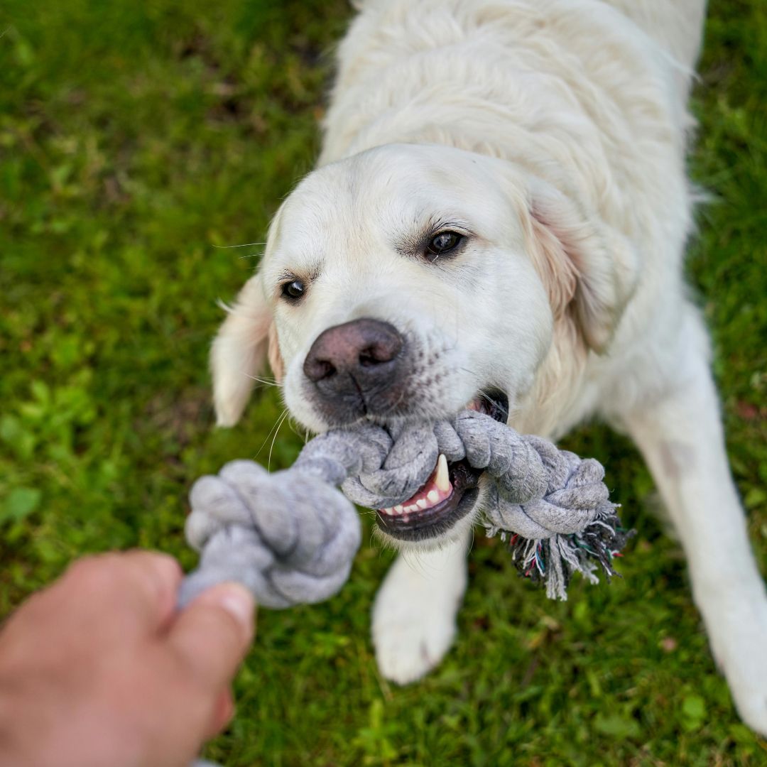 Tug of war is an example of bonding with pets.