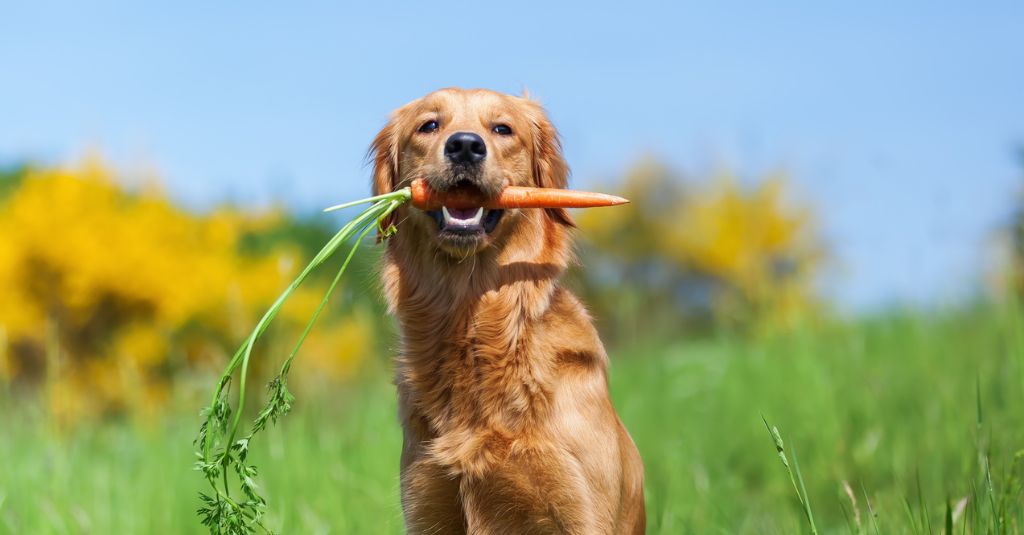 A dog holding a carrot in its mouth.